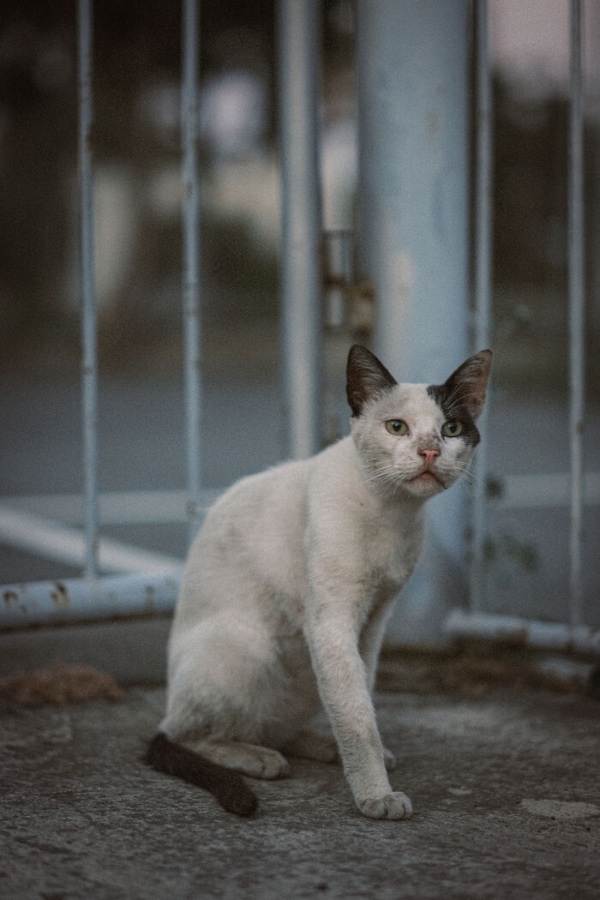 Limassol cats for sale