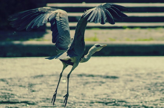  Gambar  Burung  Bangau  Terlengkap Kumpulan Gambar 