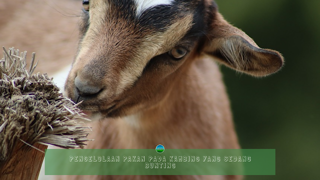 Pengelolaan Pakan Pada Kambing yang Sedang Bunting