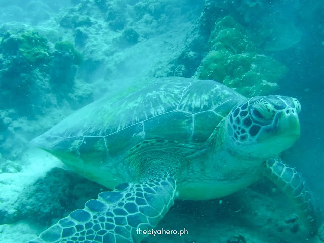 A turtle foraging during the scuba diving session