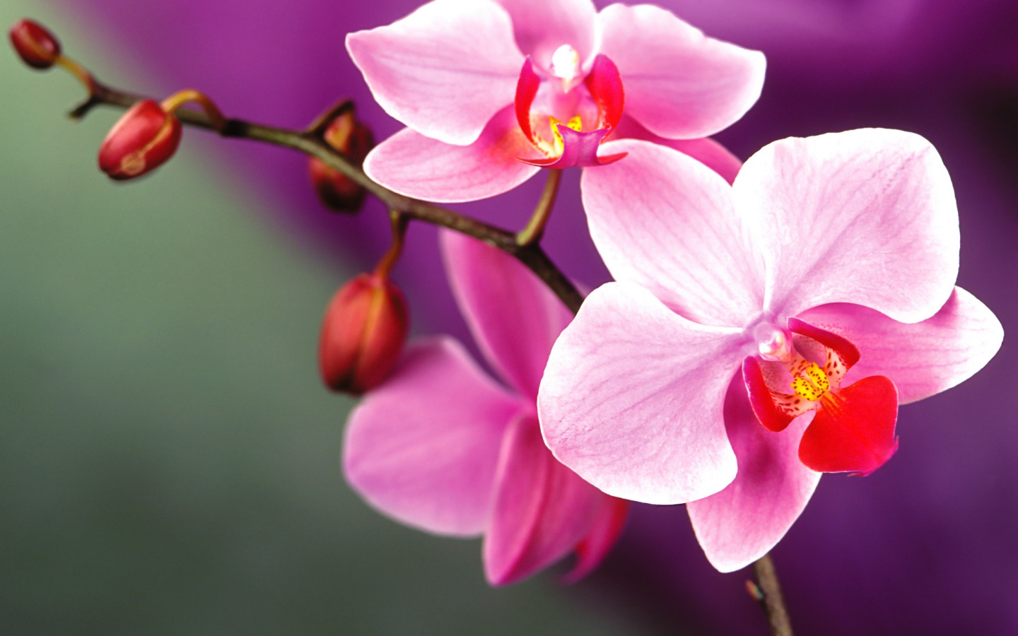 orchid flower pictures