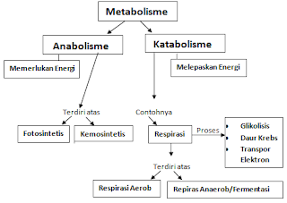 Proses Mekanisme Pengertian Metabolisme, Anabolisme & Katabolisme