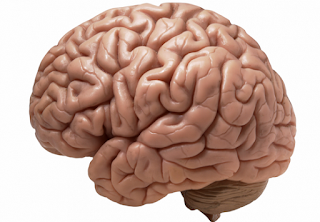 Manusia hanya memanfaatkan sekitar 10% kemampuan otak, Fakta atau Mitos?
