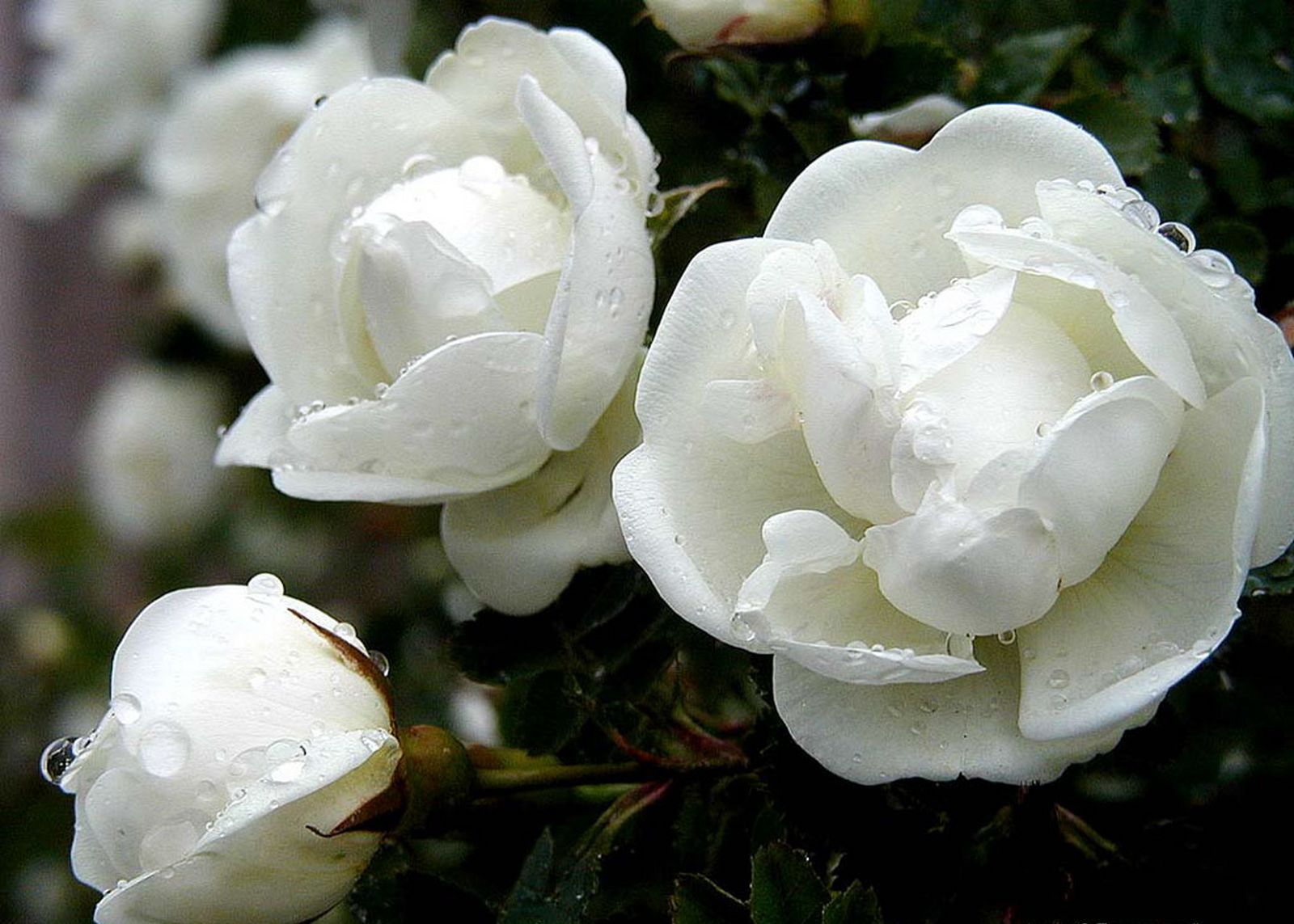 ... : White Rose HD photos flowers wallpapers collections free Download