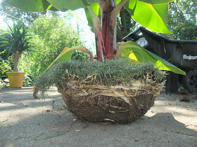 banana tree roots, pot, fertilize