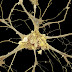 The Brain Cell - Neurons and Neuroglia