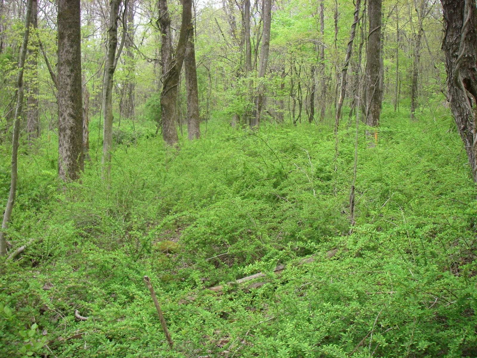 Japanese barberry - a pervasive threat to New Jersey's forests