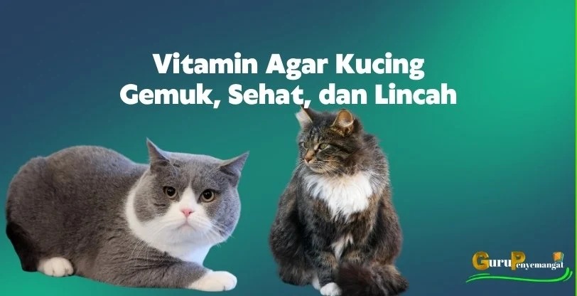 Vitamin Agar Kucing Gemuk, Sehat, dan Lincah