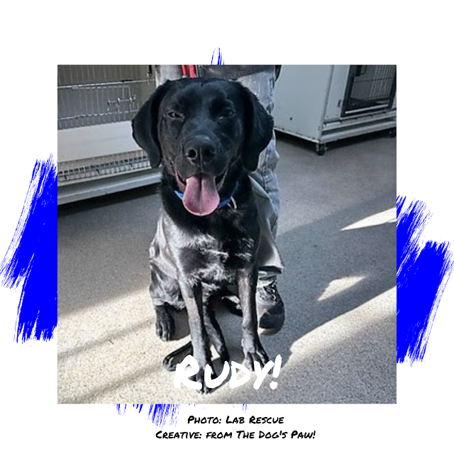 Black Labrador Retriever Dog Adoption