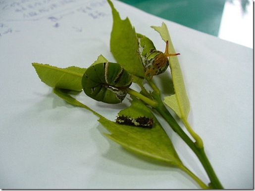 clip_image003