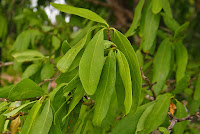 Terminalia oblongata