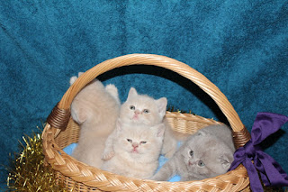 Scottish Fold Kittens 