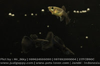 Guppy Full Black, 