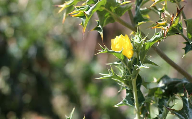 Argemone Mexicana Flowers Pictures