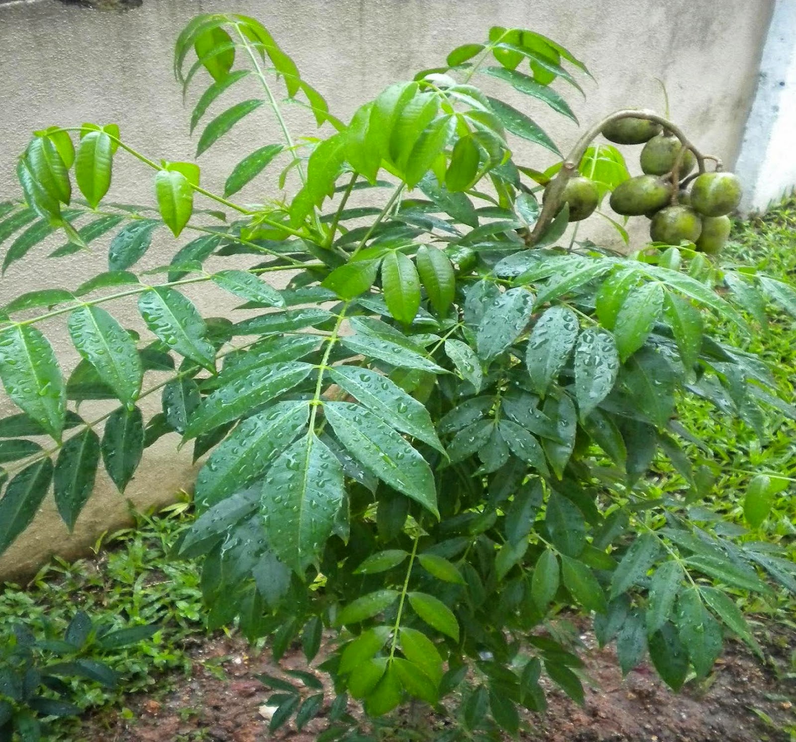 KHASIAT SEPOHON KEDONDONG PENGAMALAN SEHARIAN 