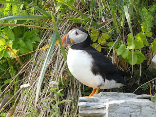 Macareux moine - Fratercula arctica - Perroquet de mer