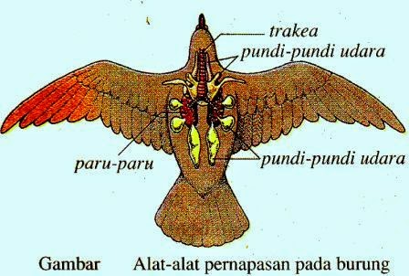  Sistem  Pernapasan  Pada Hewan  Mamalia Aves Reptilia 