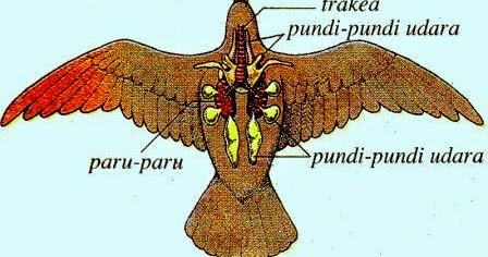 Sistem Pernapasan Pada Hewan  Mamalia  Aves Reptilia 