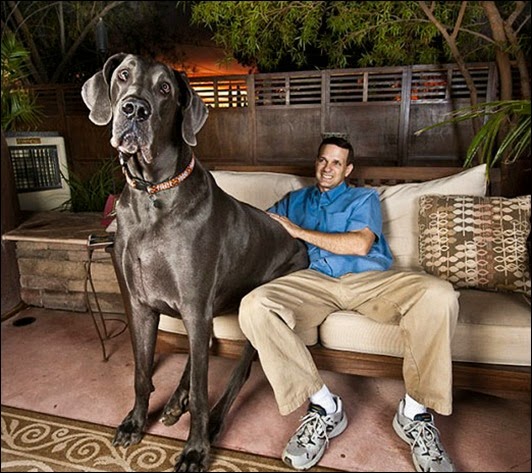 big_dog_520