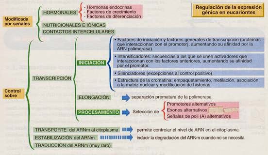 Apuntes De Bioquimica Los Operones Y La La Regulacion Genetica