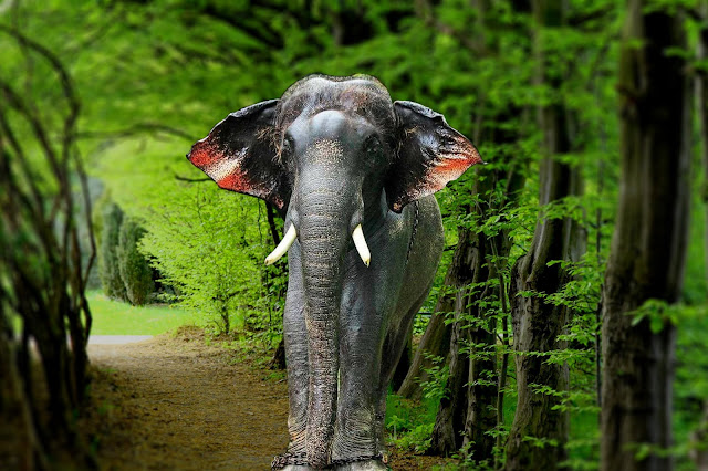 Kerala elephant Konni Surendran hd image