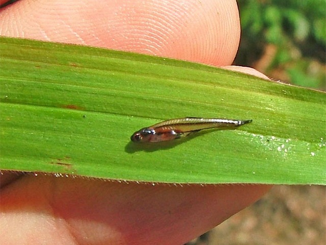 smallest cat in world. World#39;s Smallest Fish: 7.9 mm