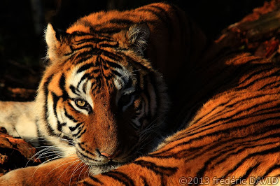 tigre animal animalier nature parc des félins Nesles Seine-et-Marne