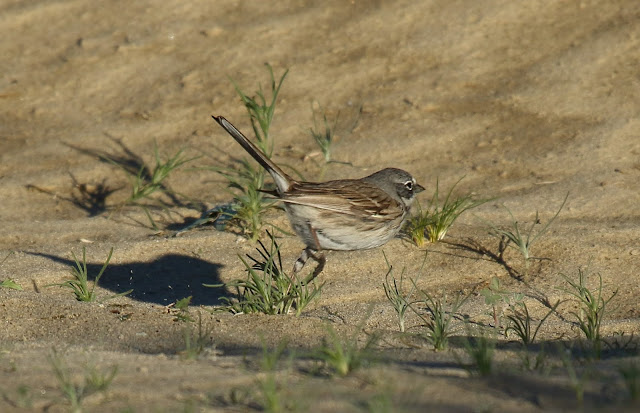 Sage Sparrow, Sagebrush/Bell's Sparrow