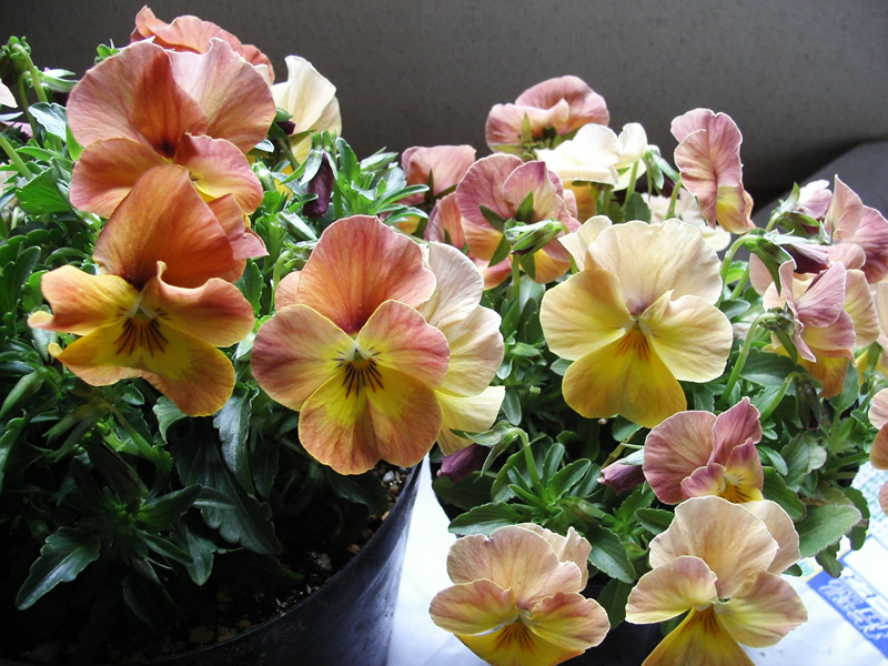 パンジー ビオラの開花が始まりました