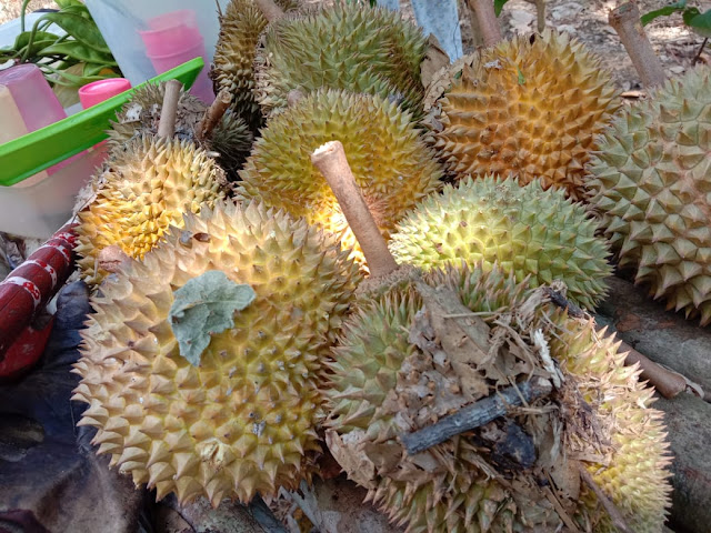 durian kikim timur