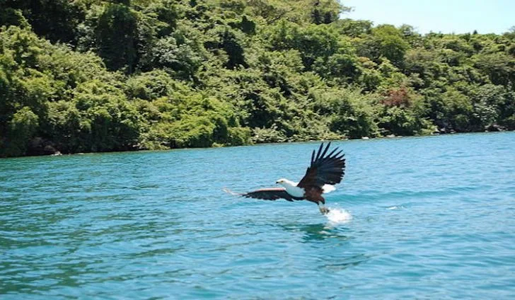 Lake Malawi National Park 5