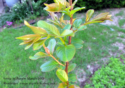 Annieinaustin,Muskogee crepe leafing out