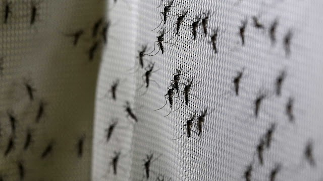 Combate ao Aedes aegypti ganha reforço a partir deste domingo