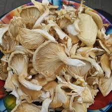Dried Mushroom Supplier In Morbi
