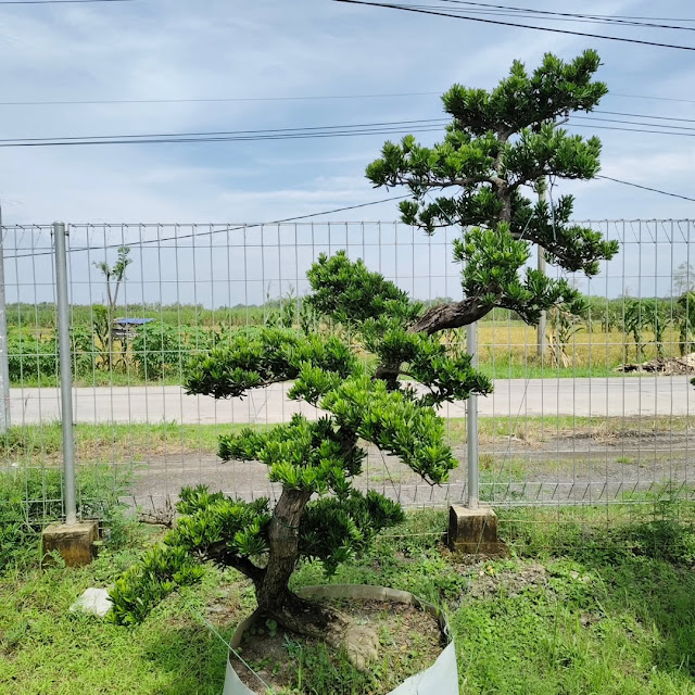 Bonsai lohansung jepang