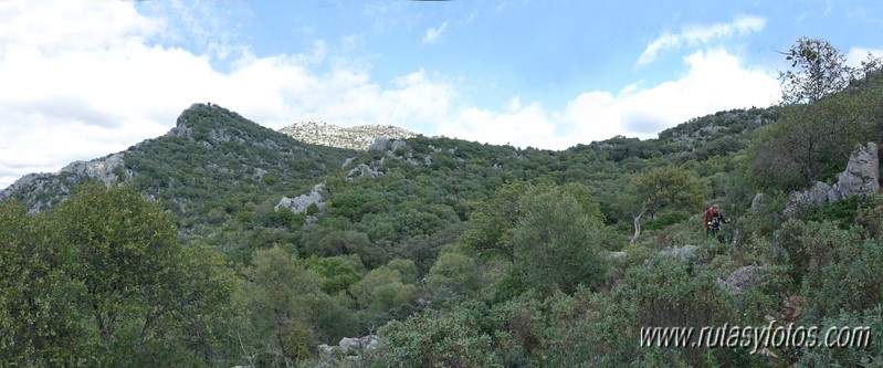 El Cintillo - Sierra Baja de Ubrique - Paso del Bombo - Ubrique - Cañada de los Pernales