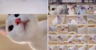 Esta mujer dejó su iPad en sobre la mesa y su gato se tomó un montón de selfies