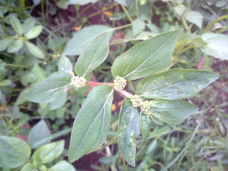 Patikan Kebo (Euphorbia hirta) Atasi Sesak Nafas Asma