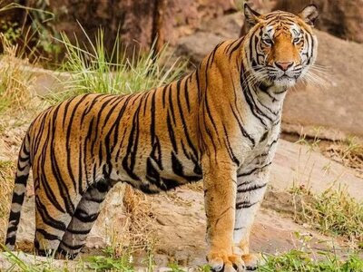 India Tiger Estimation -2022