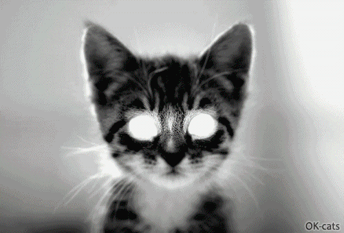 ART Cat GIF • 1... 2... 3  Kitten is counting 1...2...3 • 7/7 DAY AND NIGHT!