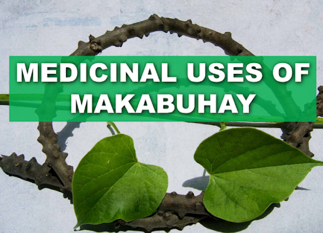 Makabuhay or Guduchi  (Tinospora cordifolia) is a roughly textured vine that extends from 4 up to 10ft. It is known to have heart-shaped leaves and commonly grow in different areas in the Philippines.  Makabuhay plant contains chemicals that can be beneficial to health such as colombine, a little alkaloid, and glucoside. It also has picroretine and traces of berberine on its leaves. Being on the list of medicinal plants that are highly potent in giving a solution to common health issues, it has gained the reputation of being a highly recommended medicinal plant in Asia.  Advertisement        Sponsored Links   DISEASES THAT CAN BE CURED USING MAKABUHAY PLANT  AND HOW TO USE IT:     FEVER:  Make a tea by boiling the leaves and vines of makabuhay. Drinking the tea can cure high fever and help lower the body temperature.   SCABIES:  Grind or pound the makabuhay vines to extract the juice and apply it directly to skin affected by scabies.   MALARIA:  The tea made from boiling the leaves and the vine of makabuhay can be used  to cure high fever caused by malaria.   WOUNDS AND CUTS:  Washing the wounds  using the water from boiled makabuhay plant  can speed up the healing process and avoid infections because of the antiseptic properties of makabuhay plant.  Pounded vine soaked in coconut oil can also be applied directly onto affected area.    RHEUMATISM AND ARTHRITIS:  Pound the makabuhay vines and soak it in coconut oil. Use the oil as a liniment and apply it on the affected part.   STOMACH ULCER:  Drinking the water infused with pounded makabuhay vines can help alleviate the pain caused by an ulcer.   FLATULENCE:  The oil with pounded makabuhay vine soaked to it can be applied to the abdomen to ease flatulence.    ATHLETES FOOT:  The oil with soaked makabuhay vines applied directly on the affected area can cure athletes foot.     READ MORE:  Find Out Which Country Has The Fastest Internet Speed Using This Interactive Map       Find Out Which Is The Best Broadband Connection In The Philippines   Best Free Video Calling/Messaging Apps Of 2018    Modern Immigration Electronic Gates Now At NAIA    ASEAN Promotes People Mobility Across The Region    You Too Can Earn As Much As P131K From SSS Flexi Fund Investment    Survey: 8 Out of 10 OFWS Are Not Saving Their Money For Retirement    Can A Virgin Birth Be Possible At This Millennial Age?    Dubai OFW Lost His Dreams To A Scammer    Support And Protection Of The OFWs, Still PRRD's Priority