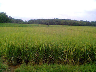  bersama-sama sangatlah gampang bila anda tahu caranya Cara Meningkatkan Hasil Panen Padi Sawah