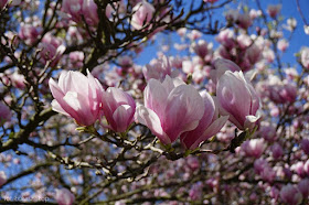 różowa magnolia