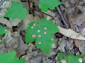 spots on a maple leaf