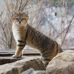 Beautiful Arabian Sand Cat