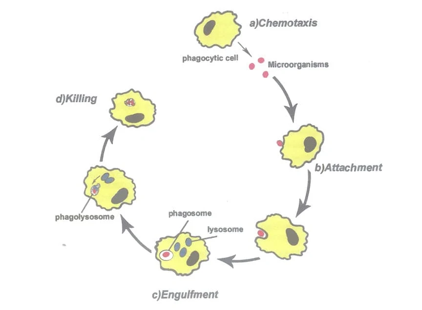stages of phagocytosis