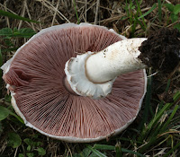 Agaricus depauperatus