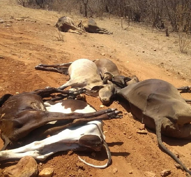 Idiarn vai investigar mortes de mais de 25 animais em Jucurutu
