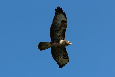 Mûzebiter - Buizerd - Buteo buteo