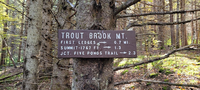 Brown trail sign with white lettering, nailed to a tree.